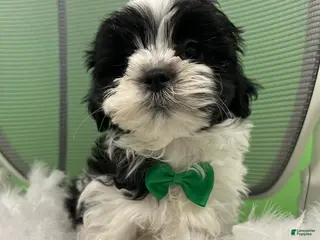 Malshi dogs Malshi Puppy 3 - Ad 7