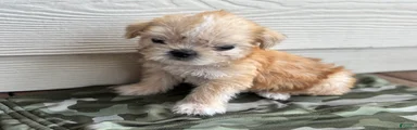 Shihpoo 4