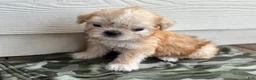 Shihpoo dogs for sale: Shihpoo 4 - Ad 1