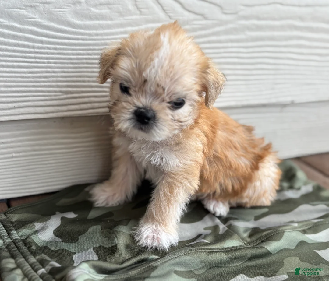 Shihpoo dogs for sale: Shihpoo 4 - Ad 1