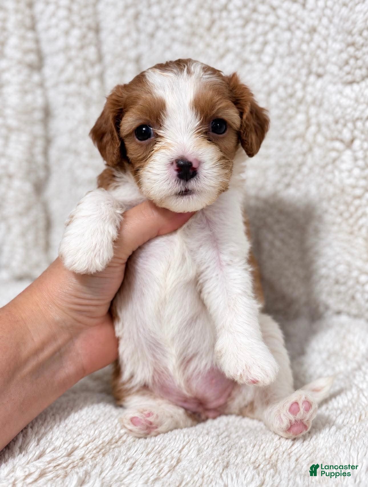 Cavapoo dogs for sale: Cleo - Ad 39