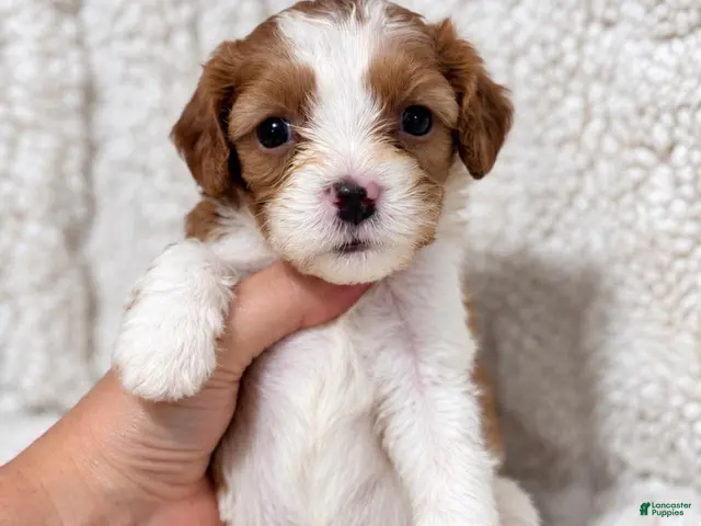 Cavapoo dogs for sale: Cleo - Ad 11