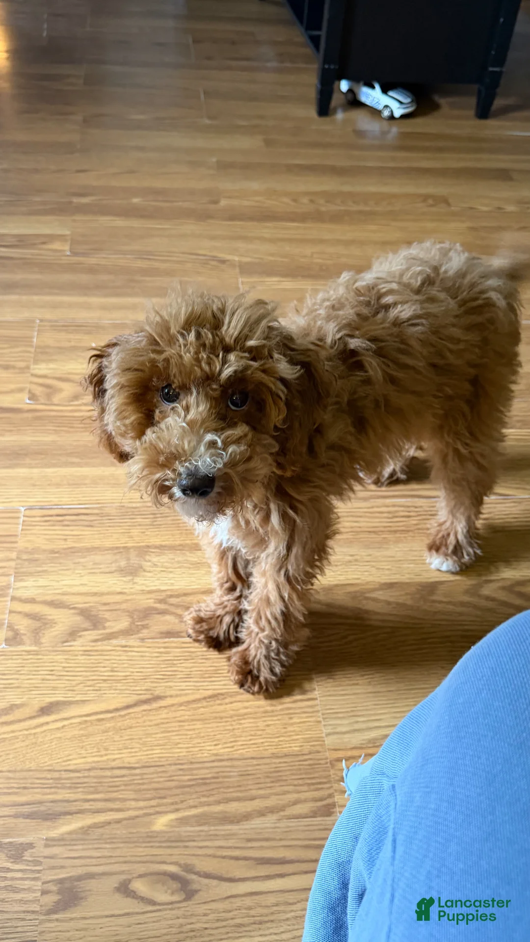 Mixed Breed dogs for sale: Mini Goldendoodle - Ad 1