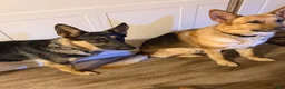 German Shepherd dogs for sale: German Shepherd 2 - Ad 2