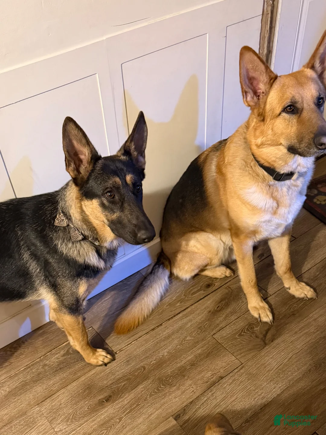 German Shepherd dogs for sale: German Shepherd 2 - Ad 2