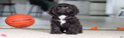 Cocker Spaniel dogs for sale: Jace - Ad 6
