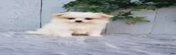 Pomeranian dogs for sale: Sage  - Ad 2