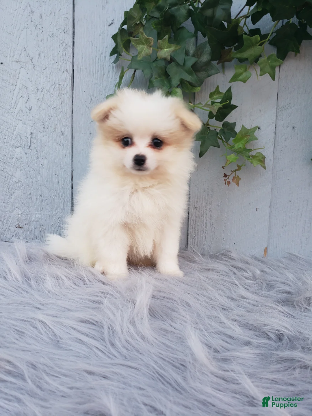Pomeranian dogs for sale: Sage  - Ad 2