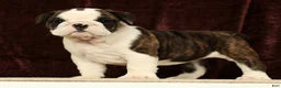 English Bulldog dogs for sale: Petunia - Ad 7