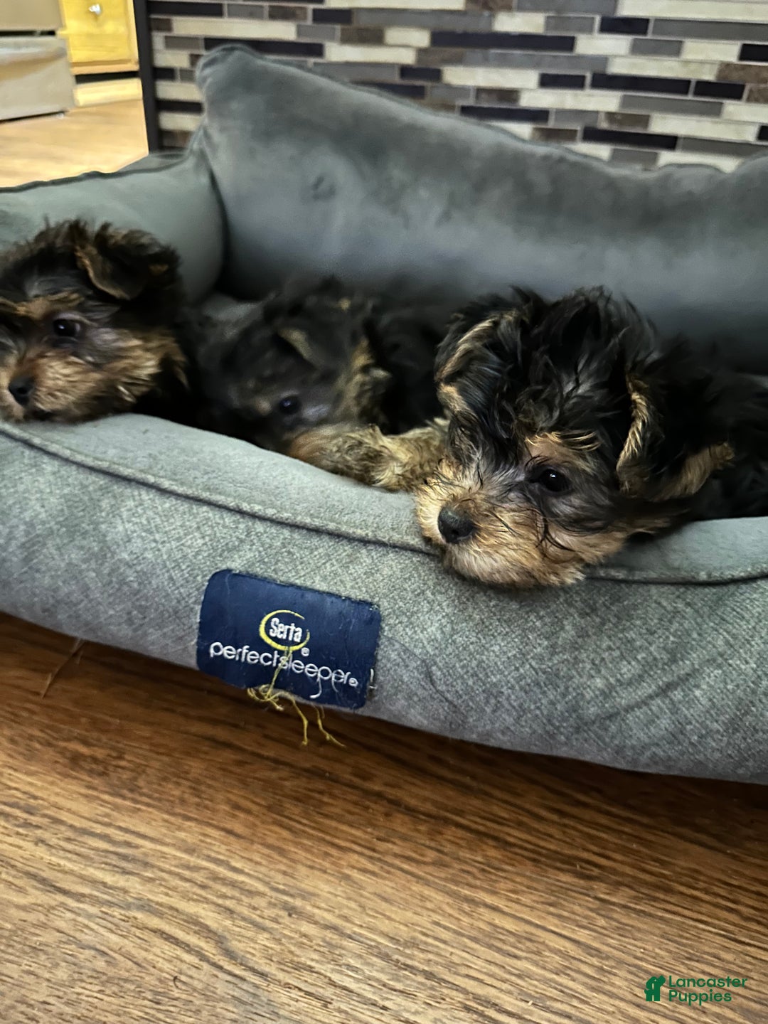 Yorkshire Terrier dogs for sale: Yorkshire Terrier Puppy female 2 - Ad 3