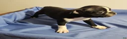 Boston Terrier dogs for sale: Boy - Ad 3