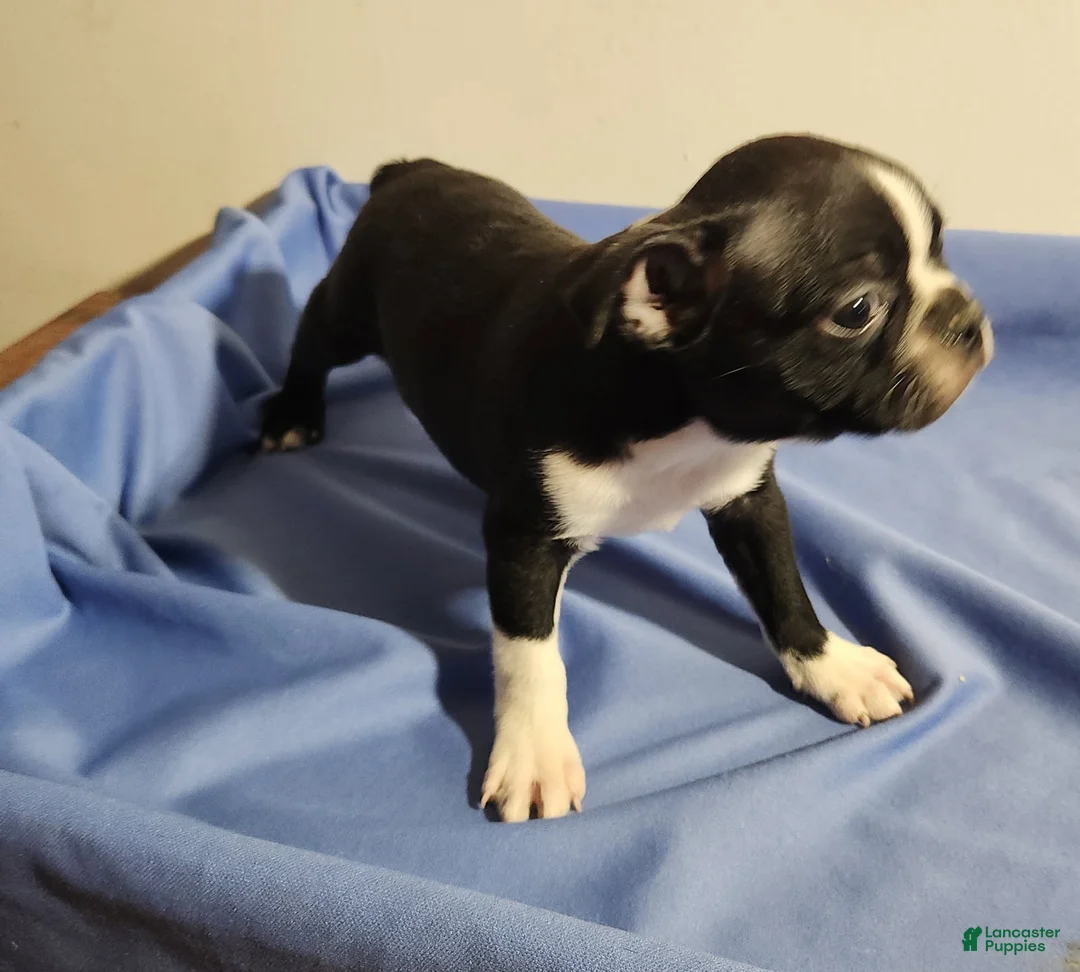 Boston Terrier dogs for sale: Boy - Ad 3