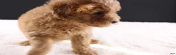 Shihpoo dogs for sale: Milo - Ad 4