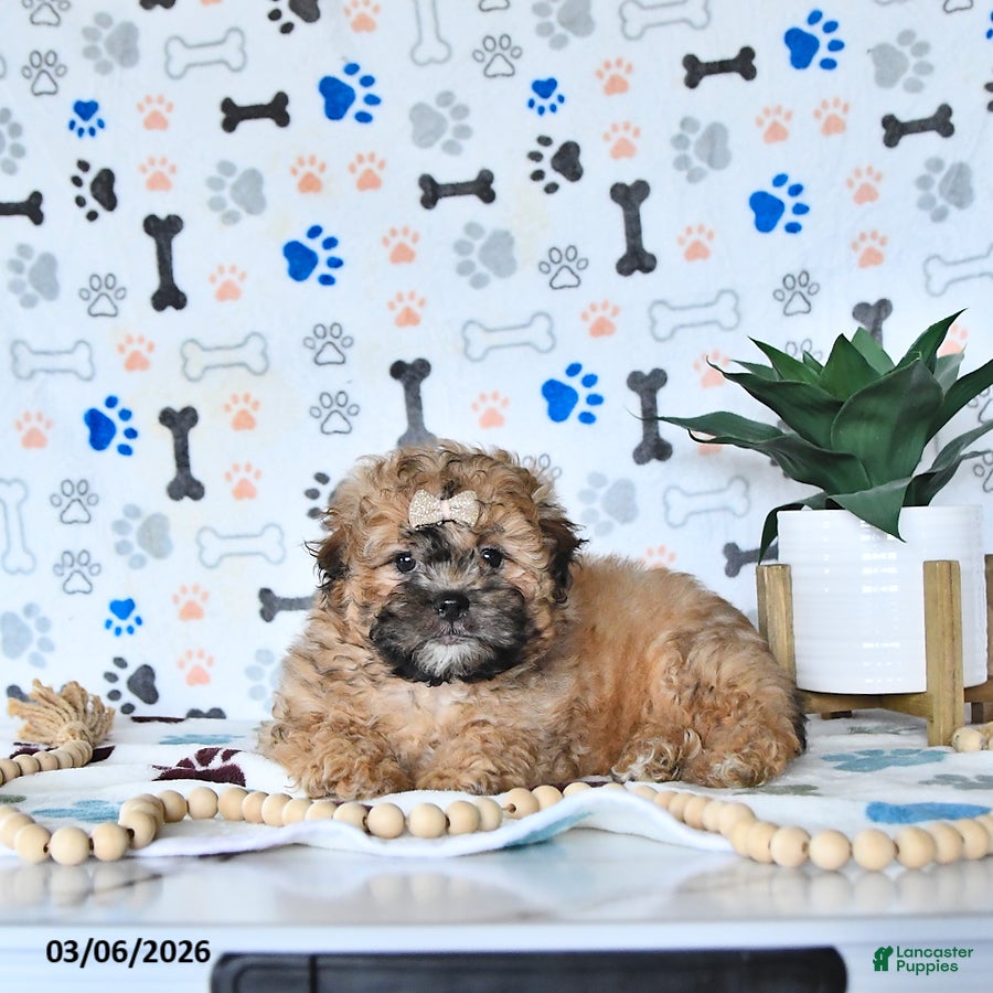 Shihpoo dogs Callie - Ad 1