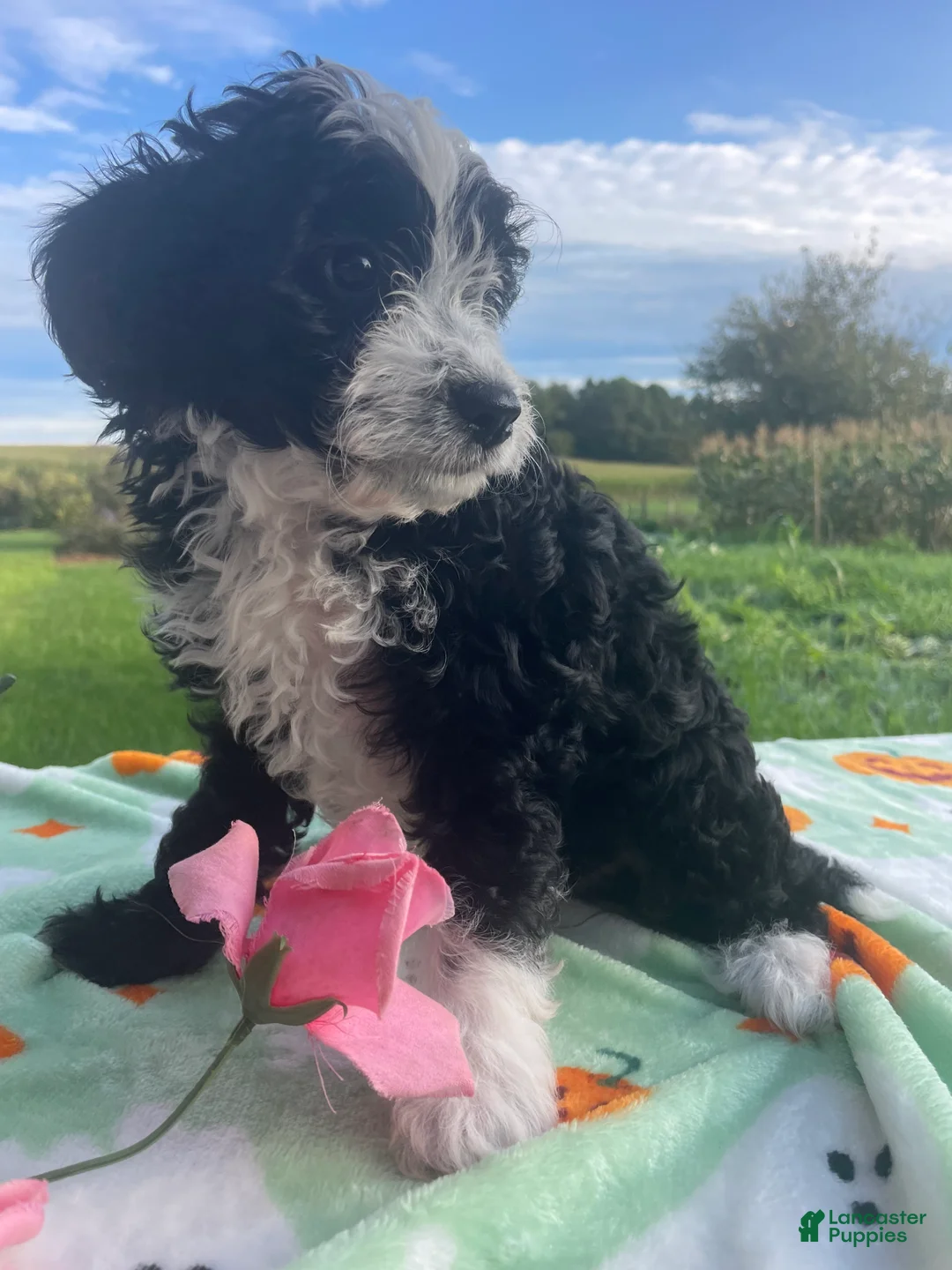 Miniature Poodle dogs for sale: Oreo - Ad 2