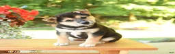 Shiba Inu dogs for sale: Kitkat - Ad 4