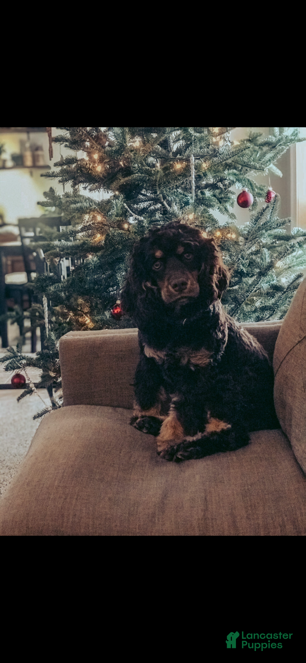 Cocker Spaniel dogs Fancy - Ad 27