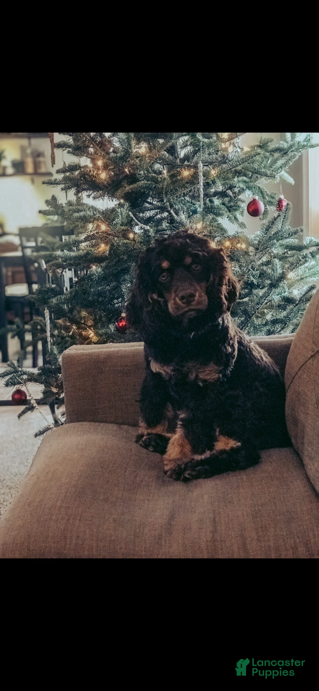 Cocker Spaniel dogs for sale: Fancy - Ad 1