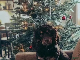 Cocker Spaniel dogs Fancy - Ad 27