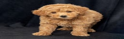 Mini Goldendoodle dogs for sale: Nancy - Ad 2