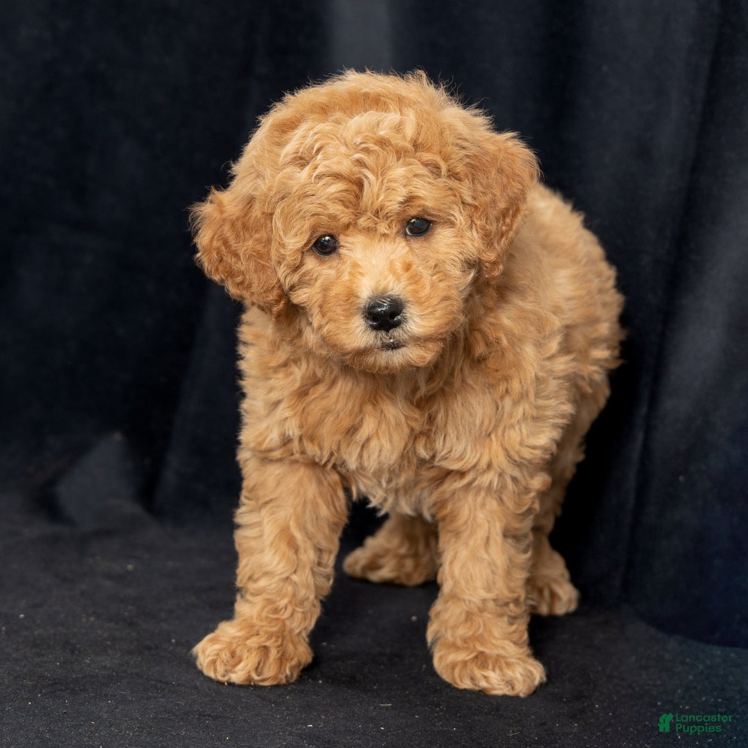 Mini Goldendoodle dogs for sale: Nancy - Ad 2