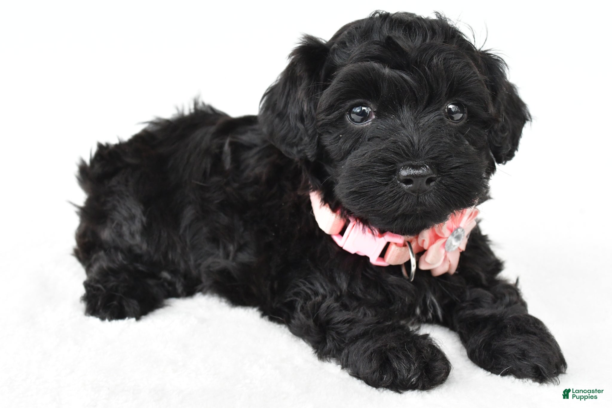 Miniature Poodle dogs Roxy - Ad 2