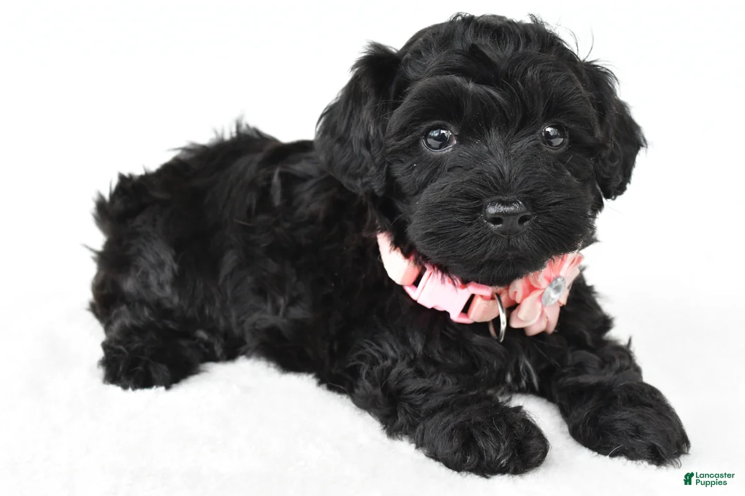 Miniature Poodle dogs for sale: Roxy - Ad 2