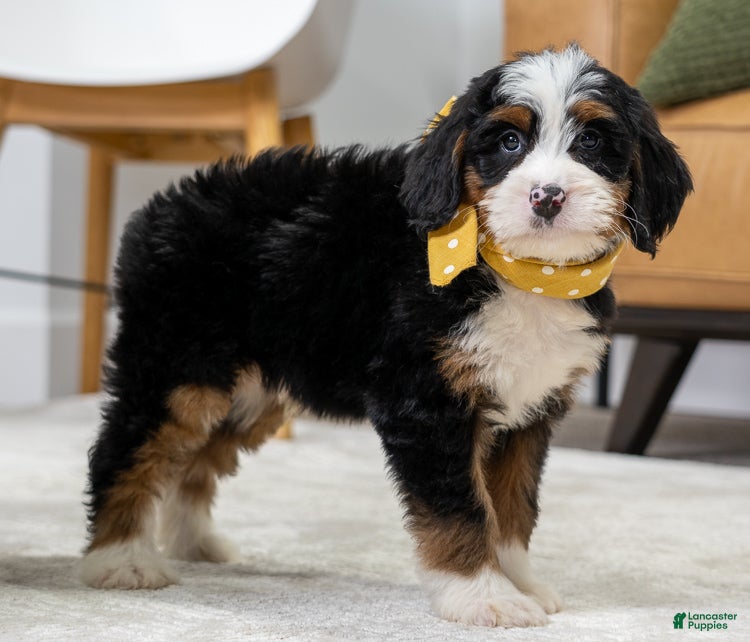 Mini Bernedoodle dogs Rusty - Ad 1