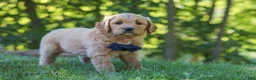 Mixed Breed dogs for sale: Jamal - Ad 5