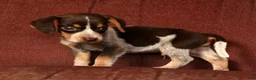 Beagle dogs for sale: Austin - Ad 9