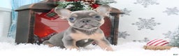 French Bulldog dogs for sale: Bingo - Ad 3