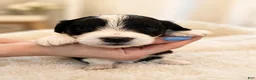 Mixed Breed dogs for sale: Panda - Ad 17