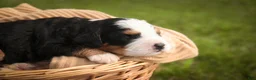 Mini Bernedoodle dogs for sale: Mercedes Mini Bernedoodle  - Ad 7