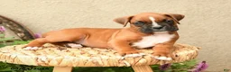 Boxer dogs for sale: Brody - Ad 3
