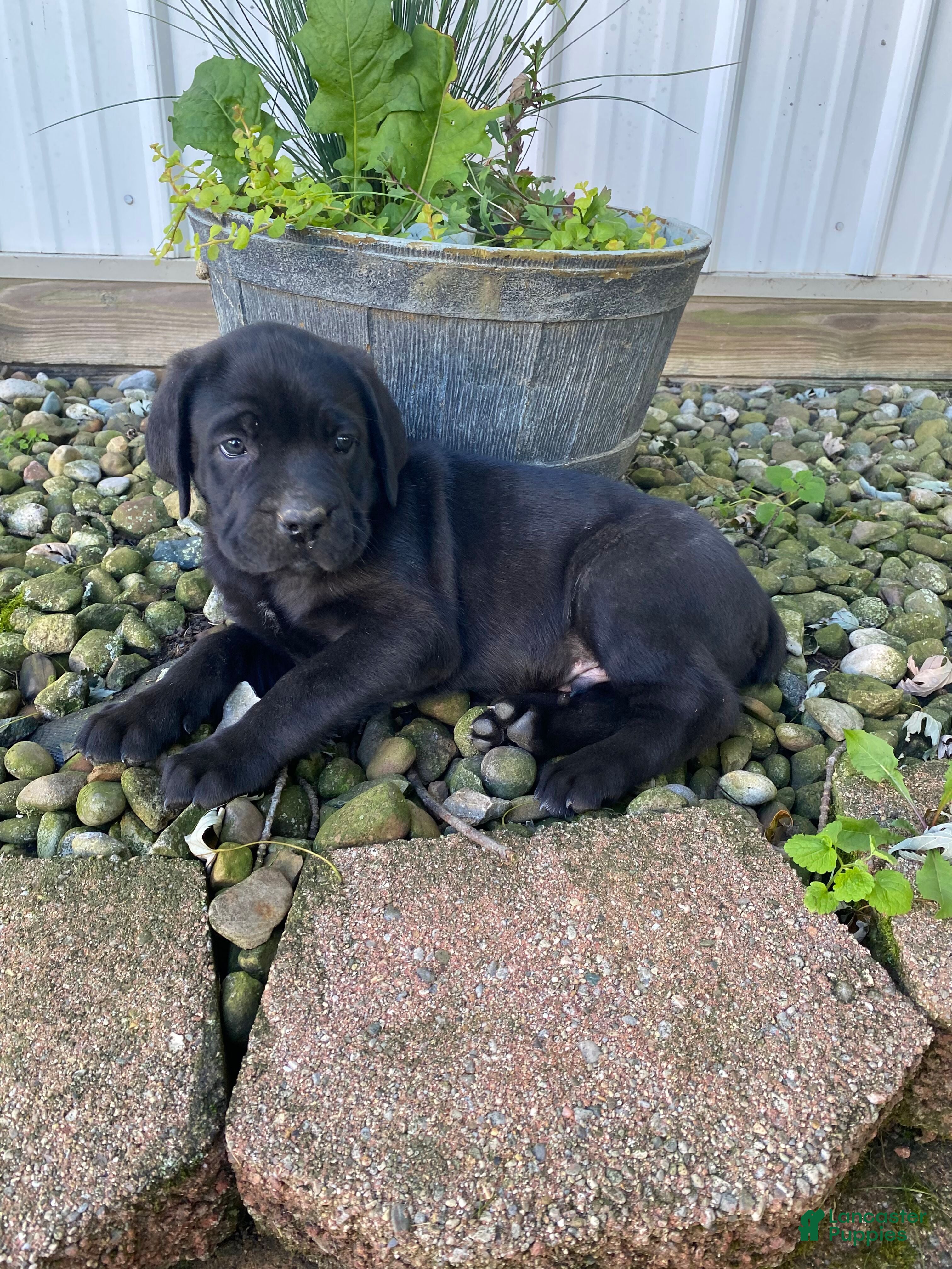 Cane Corso dogs Jayce - Ad 2