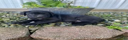 Cane Corso dogs for sale: Jayce - Ad 3