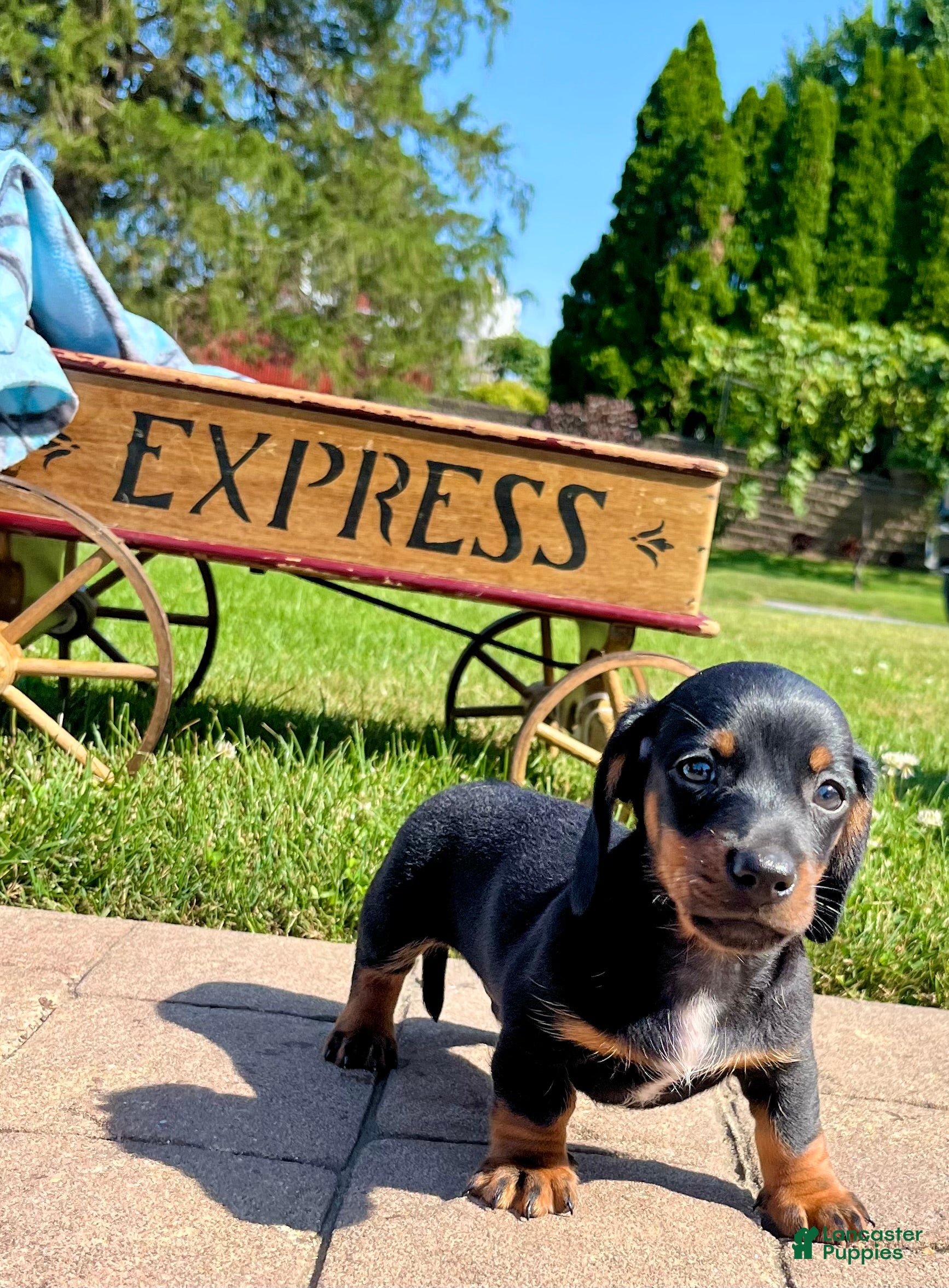 Dachshund dogs Charlie❤️AKC Registered🐾Text to schedule a playdate - Ad 2