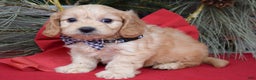 Cavachon dogs for sale: Conner - Ad 5