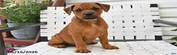 Mixed Breed dogs for sale: Mindy - Ad 5