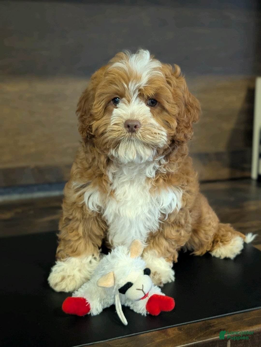 Cavapoo dogs for sale: Sally Sue - Ad 2