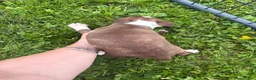 Boston Terrier dogs for sale: Boston Terrier 4 - Ad 2
