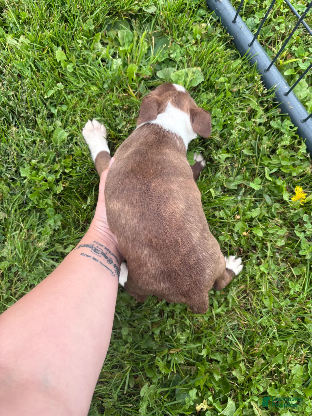 Boston Terrier dogs for sale: Boston Terrier 4 - Ad 2