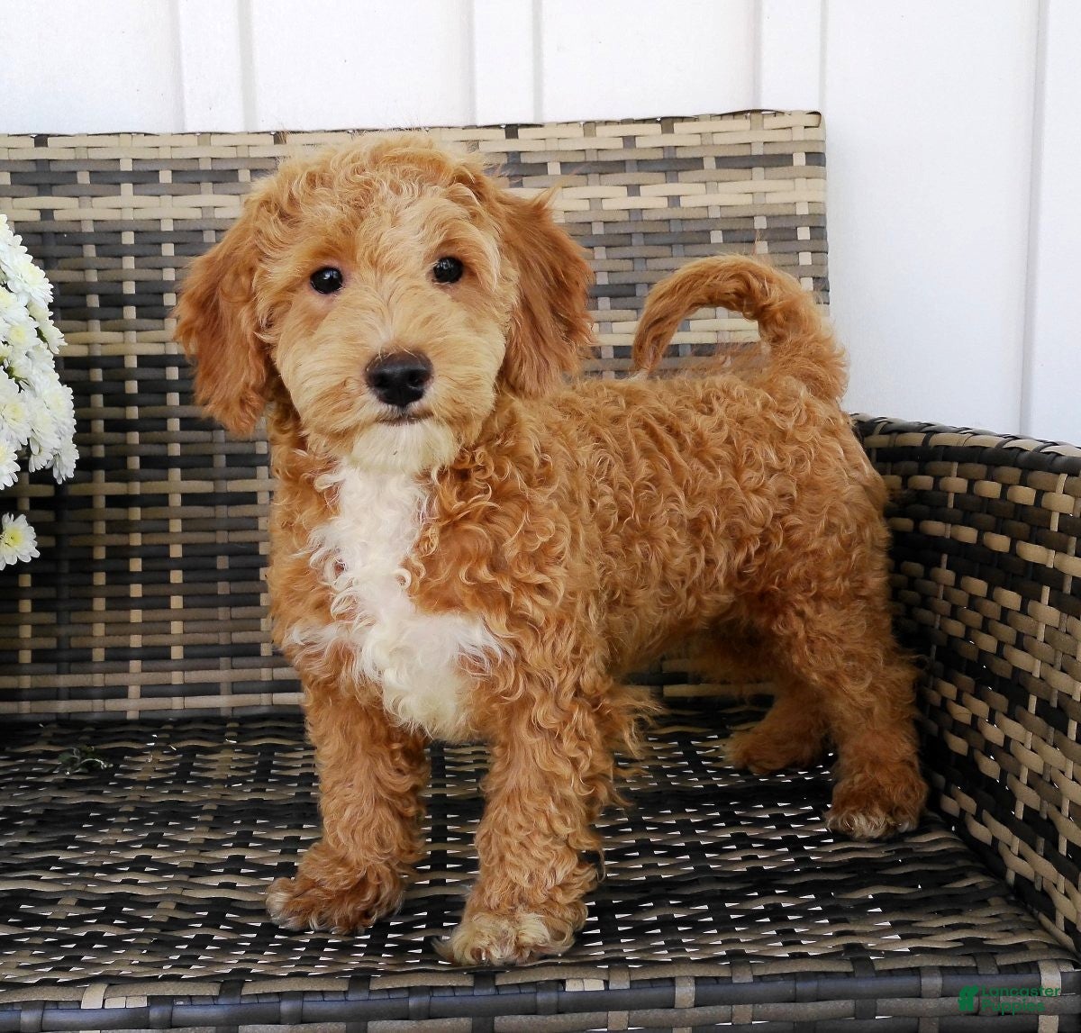 Havapoo dogs Haylee - Ad 1