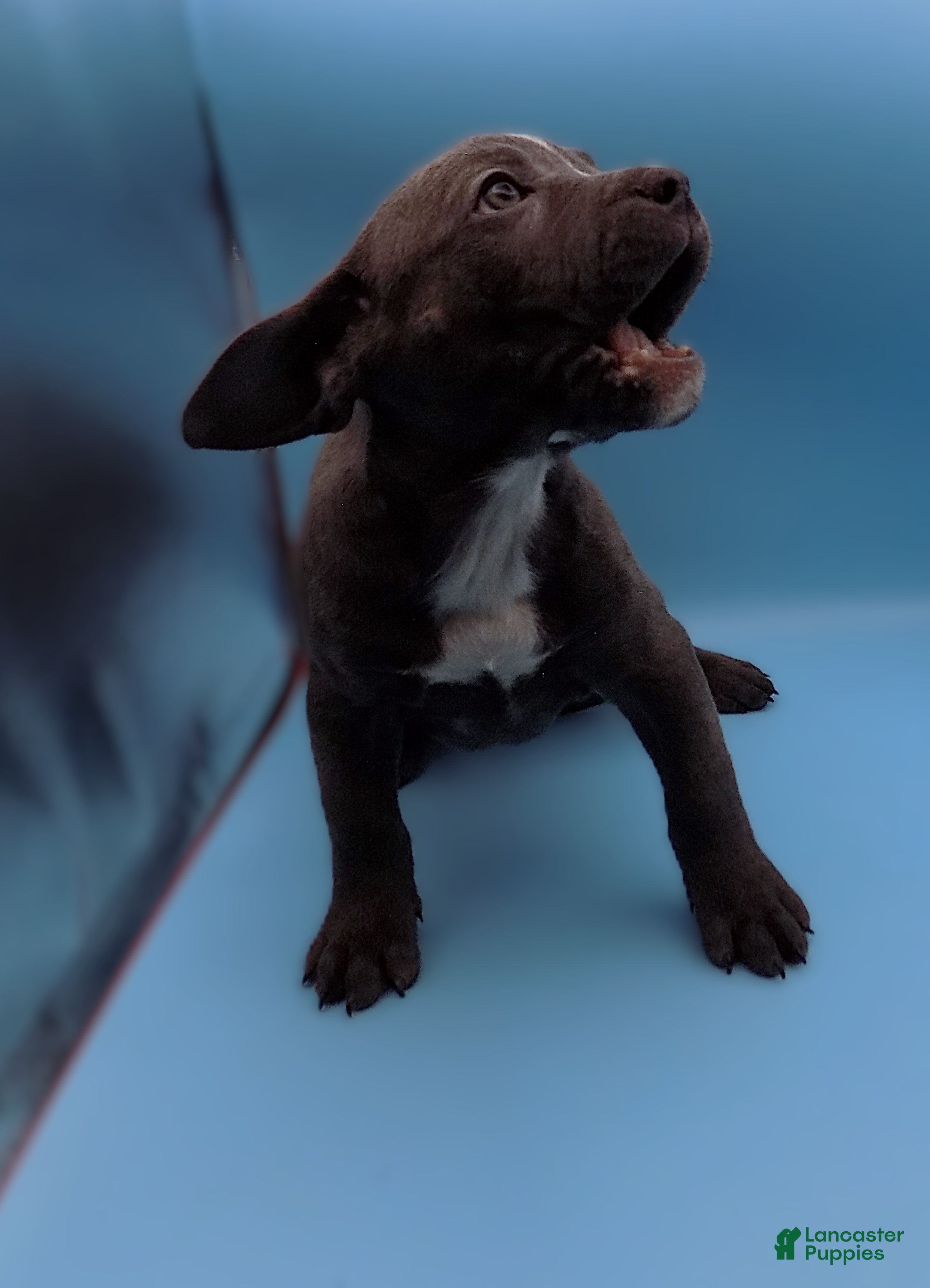 Mixed Breed dogs Lucille - Ad 3