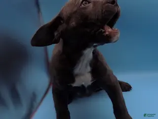 Mixed Breed dogs Lucille - Ad 3