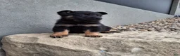 German Shepherd dogs for sale: Maverick  - Ad 6