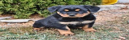 Rottweiler dogs for sale: Alice - Ad 1