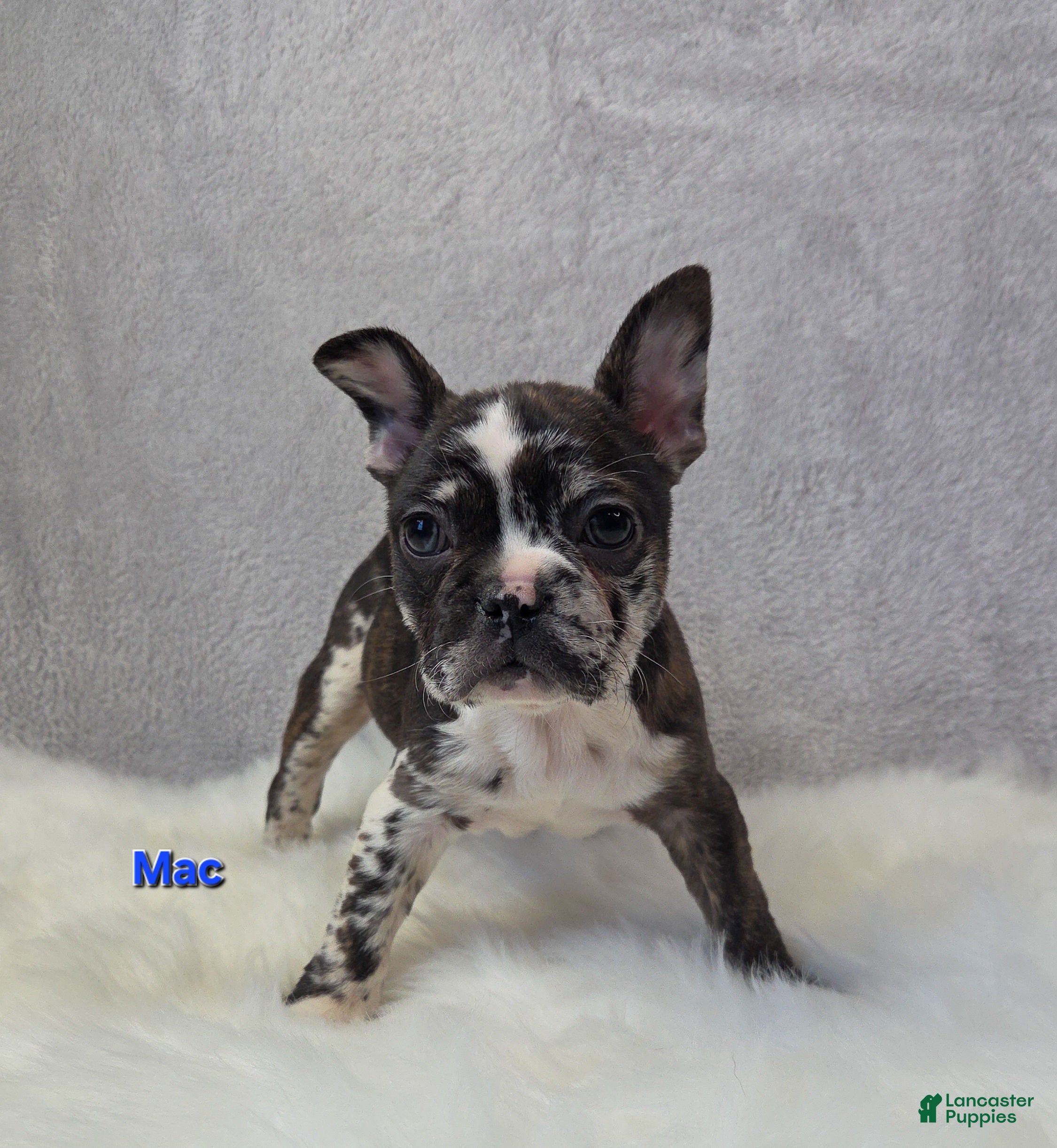 Mixed Breed dogs Mac - Ad 14