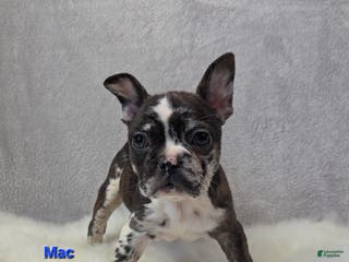 Mixed Breed dogs Mac - Ad 16