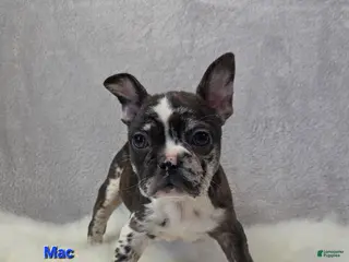 Mixed Breed dogs Mac - Ad 25